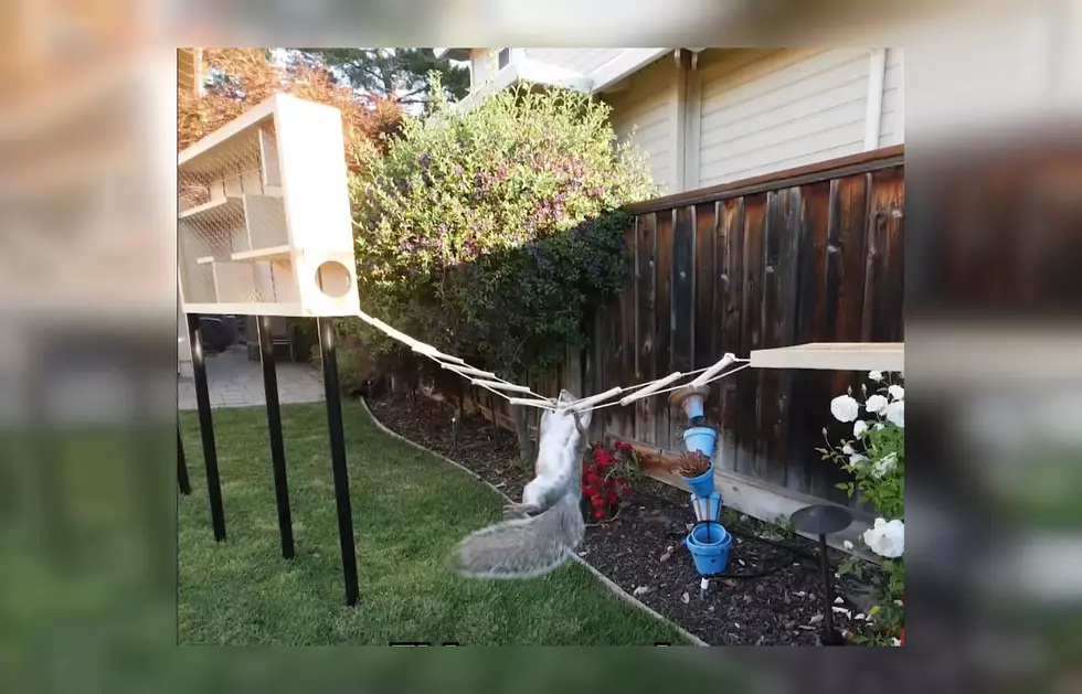 This Genius Built an American Ninja Warrior Course for Squirrels