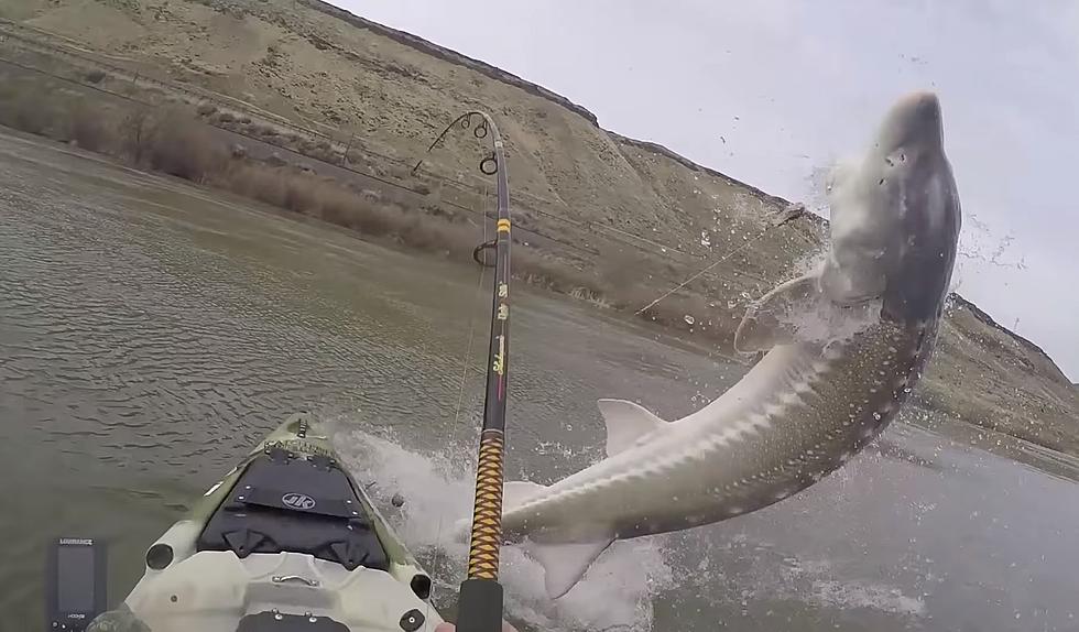 That Time the Guy Caught an 8 Foot Sturgeon in a Kayak