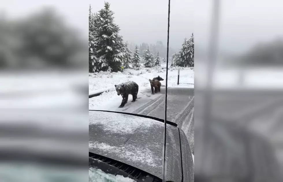 Driver Through Tetons Gets Visit from Grizzly Sow and Her Cubs