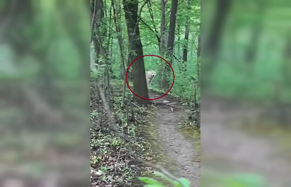 Man Goes For Hike With His Dog, Runs Into a Wolf
