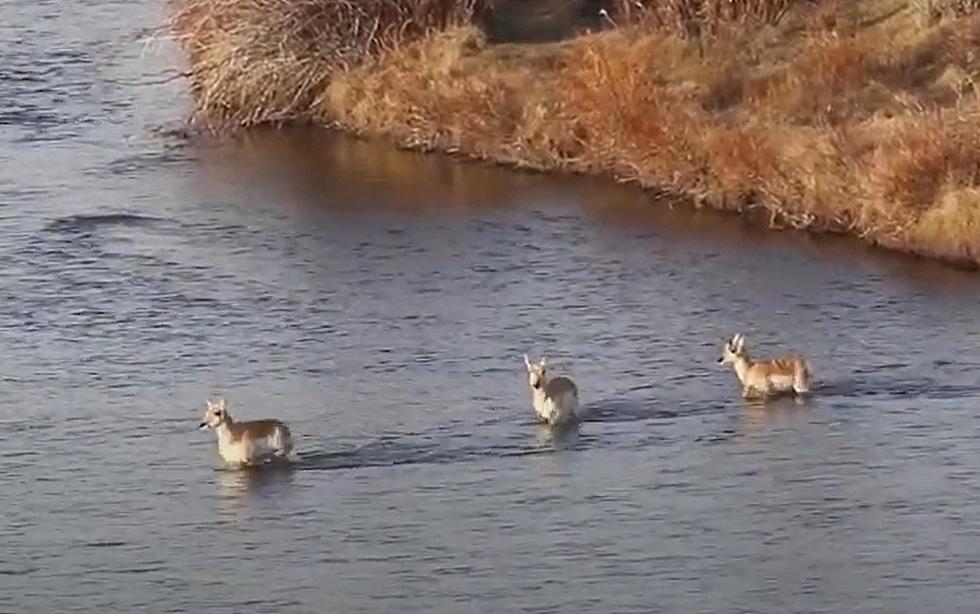 WATCH: Pronghorn Swimming Across The Green River