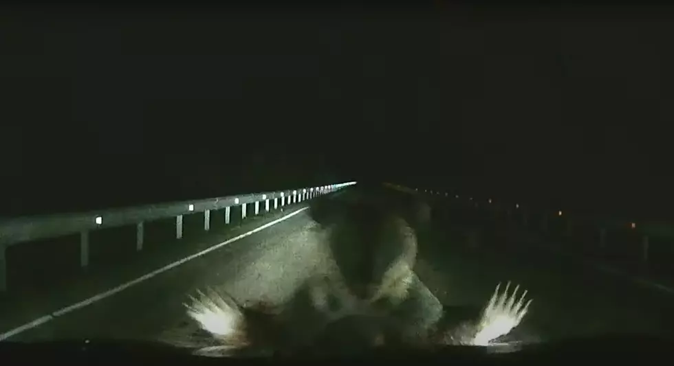 Watch a Bear Attack a Car Driving on a Highway at Night