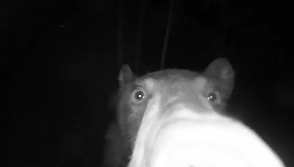 Watch a Bear Get Super Friendly With a Security Camera