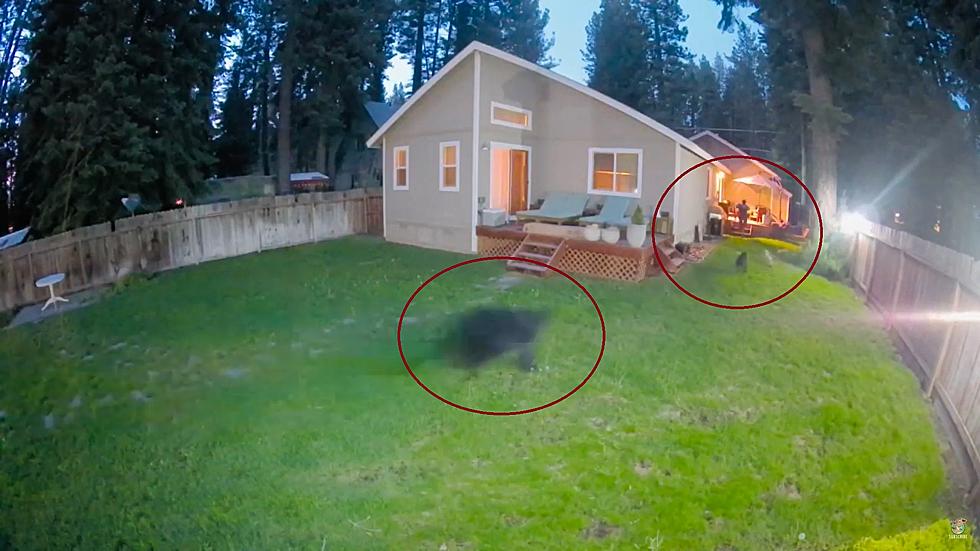 Watch a Bear Chase a Man and His Dogs Back into Their House