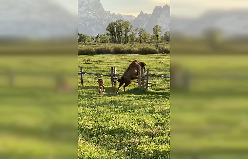 Here’s Proof Your Fence Won’t Stop a Bison From Migrating