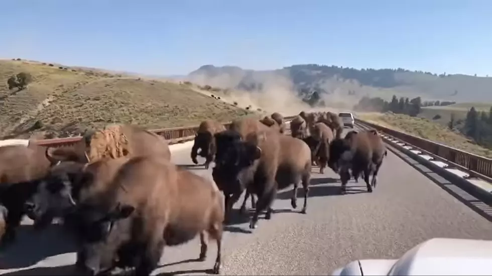 That Fun Time Cars Got Caught in a Yellowstone Bison Stampede