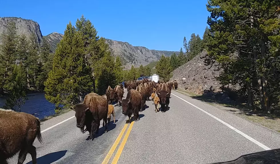 Watch a Bison Herd Cause a 3-Mile Traffic Jam in Yellowstone