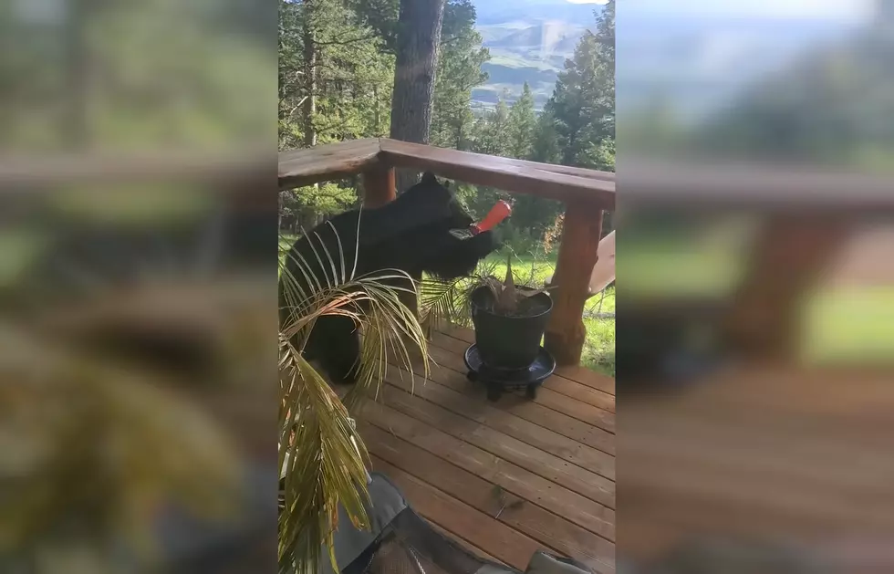 This Dubois, Wyoming Bear Thinks He’s a Bird