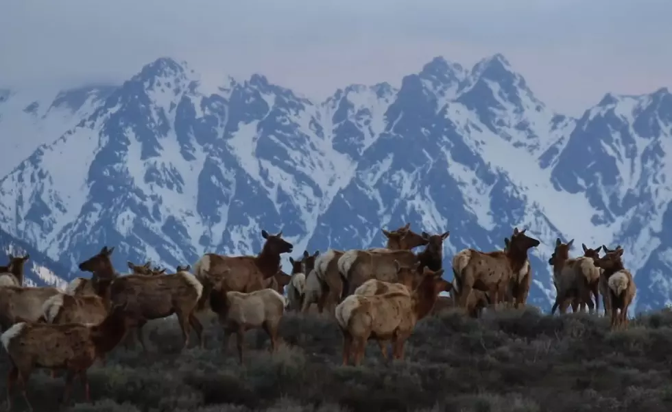 Nothing More Wyoming than Elk Migrating in Front of the Tetons