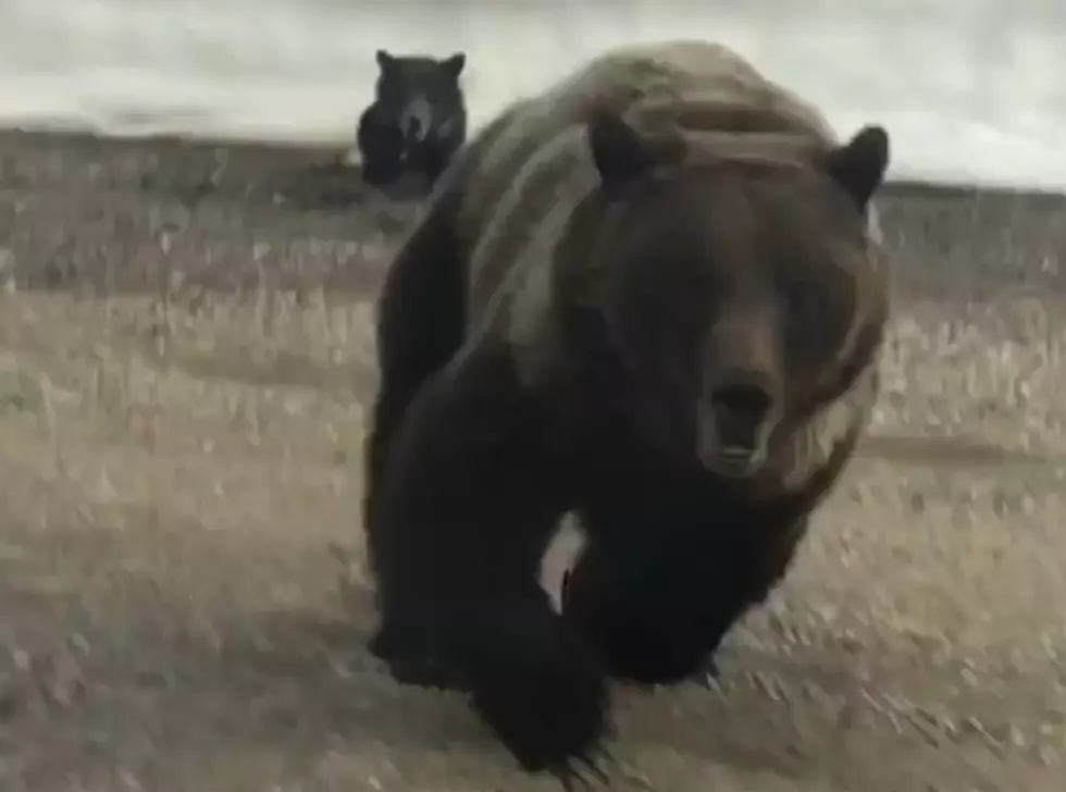 Man Stops Car Near Grizzly Sow and Cubs, Gets Charged Big Time