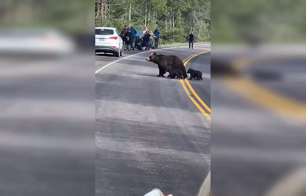 Watch Tourons Get WAY Too Close to Grizzly Mom with 4 Cubs
