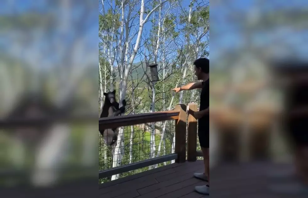 Guy Politely Asks Bear to Get Off Bird Feeder, Bear Listens