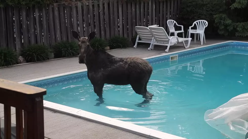 Moose Discovers a Pool, Likes It, Decides to Stay