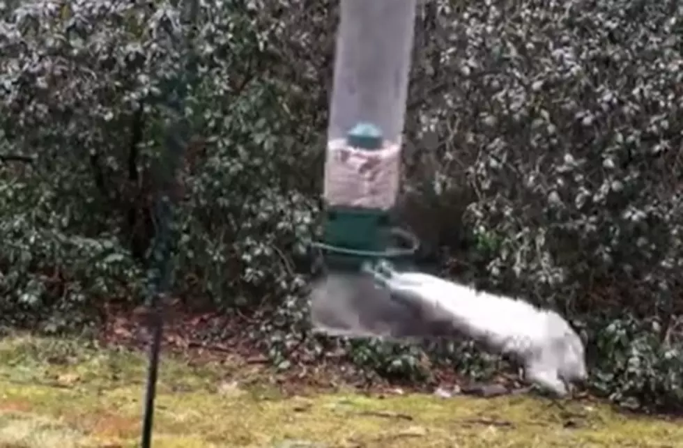 WATCH: This Squirrel Is All Of Us In 2020