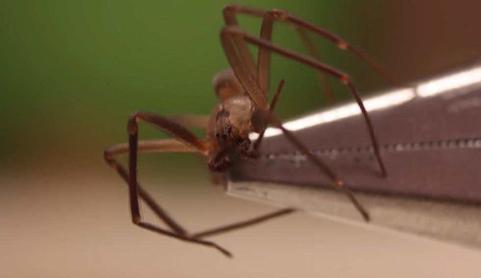 2 Very Deadly Wyoming Spiders (and Several Others That Aren't)