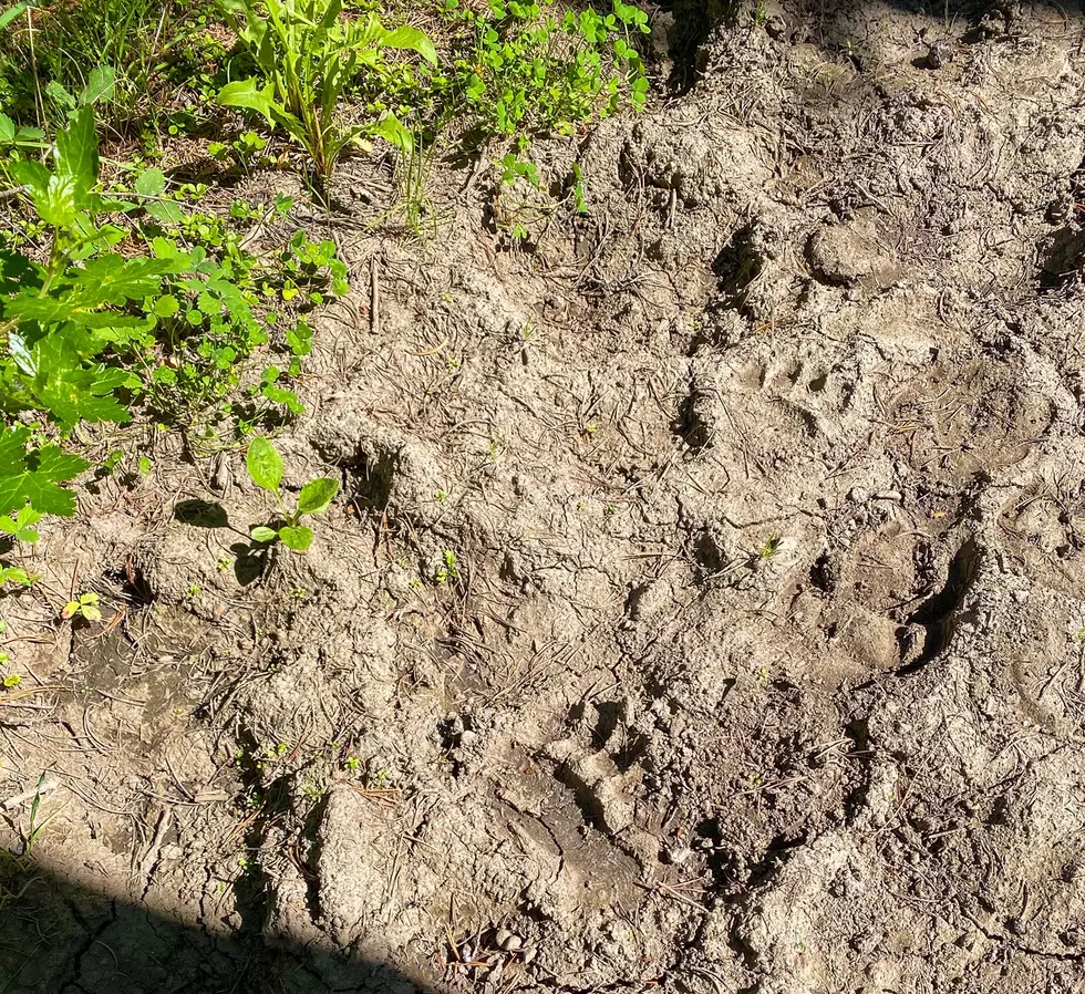 Can You Identify These Wyoming Wildlife Tracks?