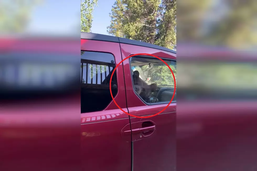 Colorado Woman Finds Bear in Car, It Dares Her to Let it Out