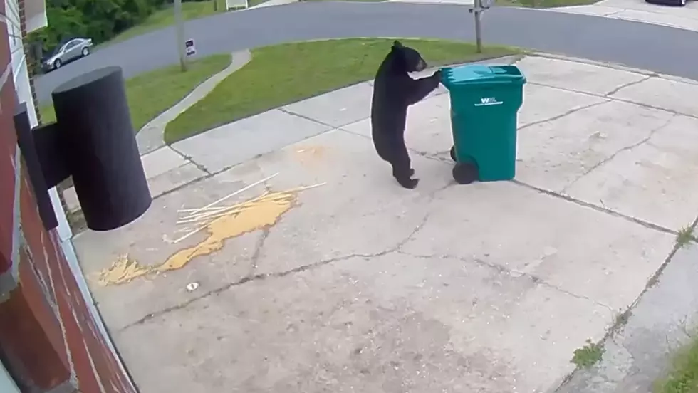 Watch a Tidy Bear Politely Return a Trash Can to the Owner