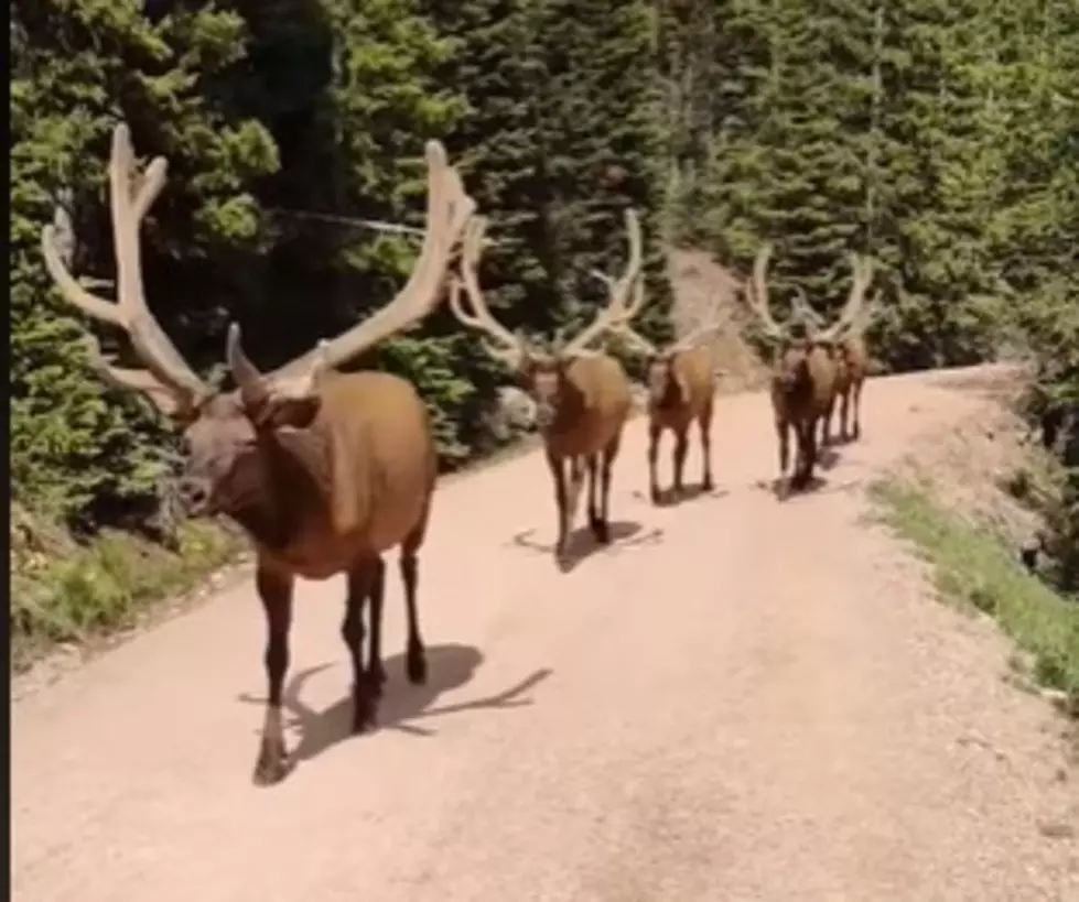 Watch Six Stunning Bull Elk Parade Down The Road