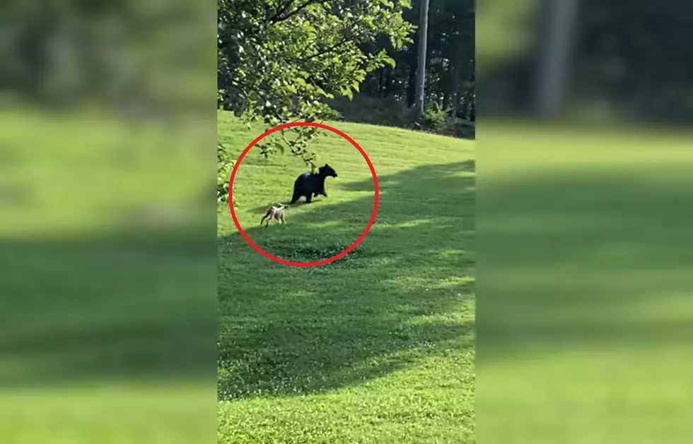 Watch a Little Dog Chase Off a Bear Like a Boss
