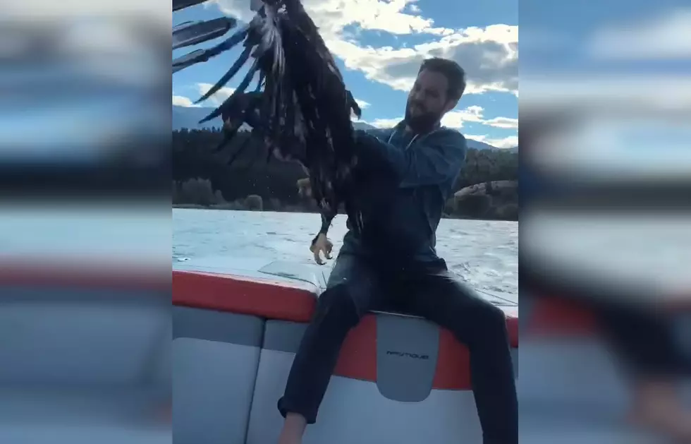 This Brave Canadian Saved a Drowning Eagle on the 4th of July