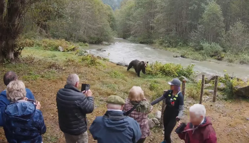 Young Grizzly Decides Tourist Group is Too Stupid to Eat