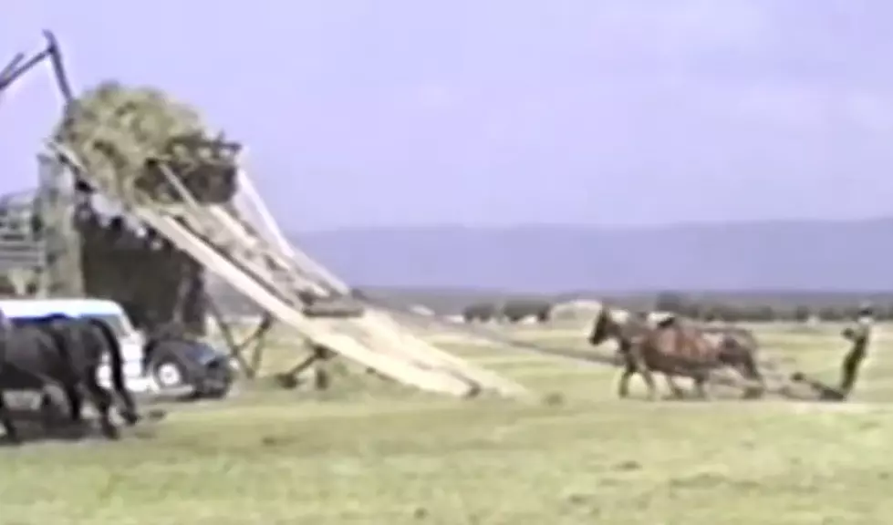 Watch This Retro Video From 1988 Of Horses Helping Ranchers Hay