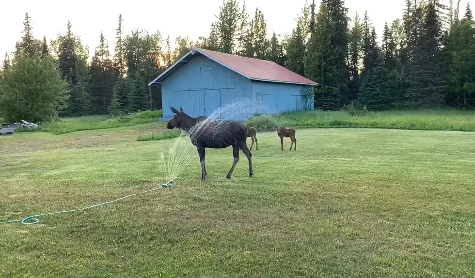 Watch a Moose Family Living Large Playing in a Family’s Sprinkler