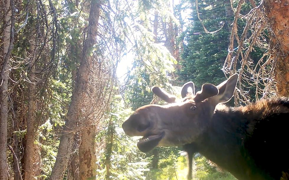 New Wyoming Trail Cam Video May Be Best Thing Ever