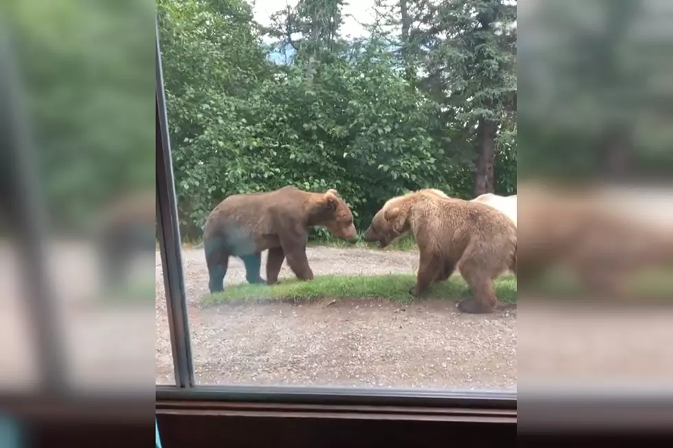 Lodge Visitors Watch 3 Bears Face Off By the Front Window