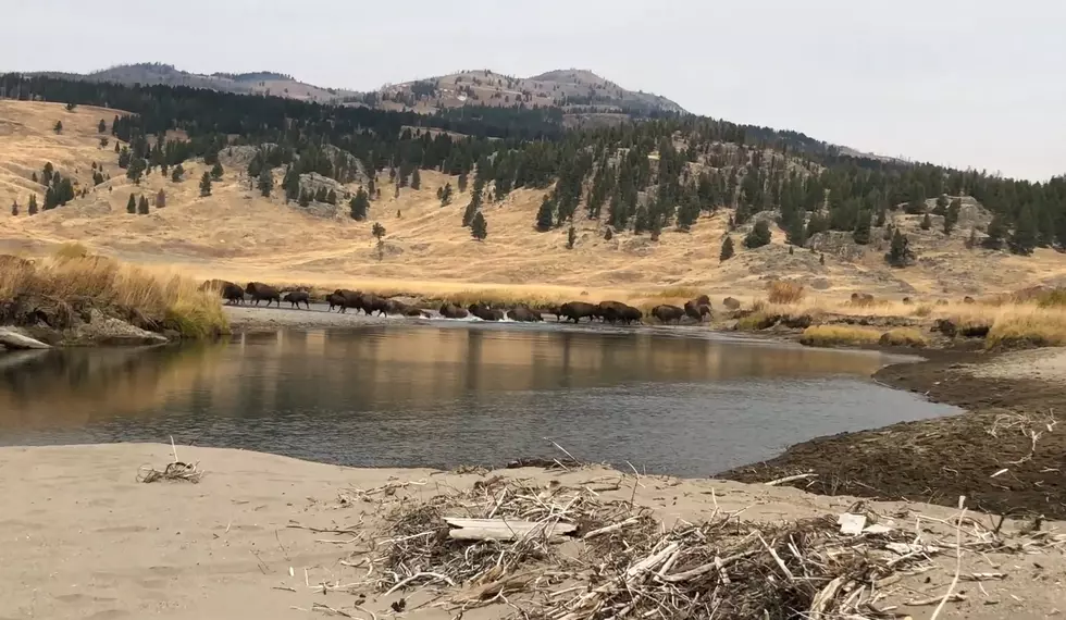 Family Fishing in Yellowstone Surprised by Stampeding Bison Herd