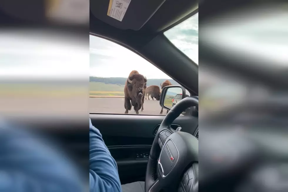 Watch a Driver in Yellowstone Get Yelled at by an Angry Bison
