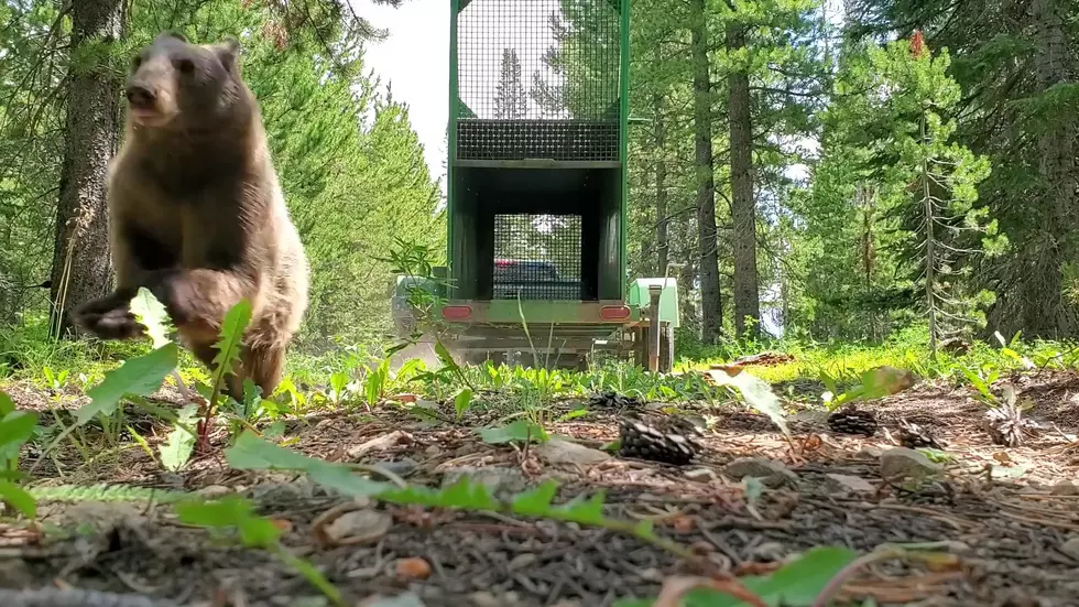 Watch Wyoming Game and Fish Release a Black Bear into the Wild