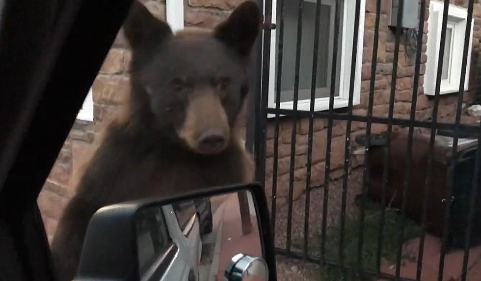 Colorado Woman Got THIS Close to a Bear &#038; Couldn&#8217;t Stop Laughing