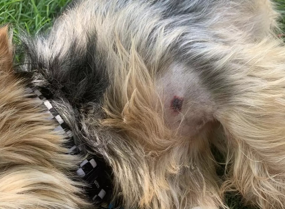 This Brave Little Dog Saved His Family from a Rattlesnake