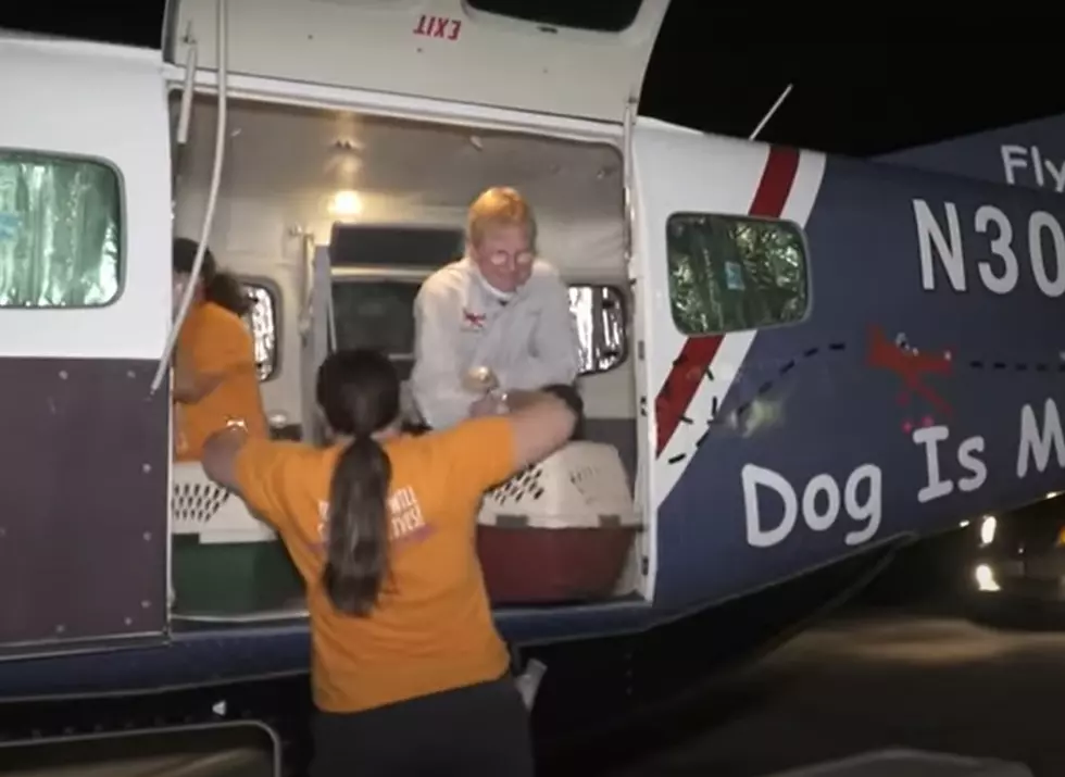 Wyoming Pilot Flies Rescue Dogs To Their Forever Homes