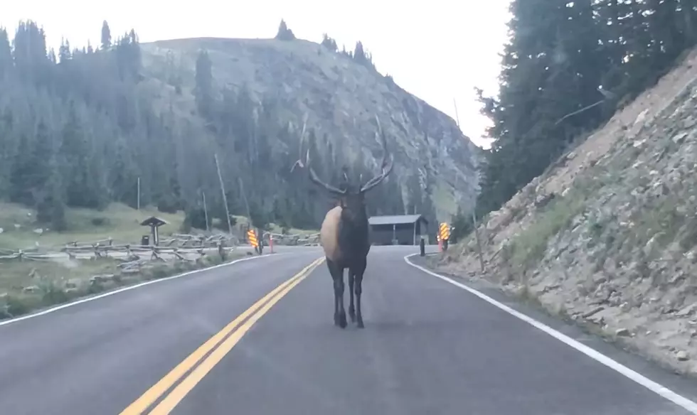 Watch an Elk Play Chicken With an Oncoming Truck (and Win)