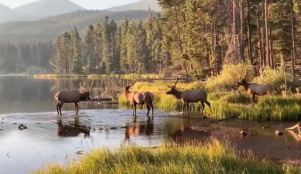 Watch 4 Elk in Rocky Mountain National Park Wander into a Lake