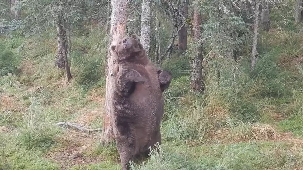 Watch New Video of Bear 747, Probably the Fattest Bear Ever