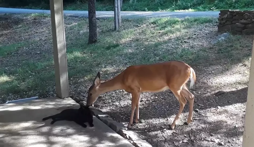 Moment of Innocence: Watch a Deer Kiss a Cat