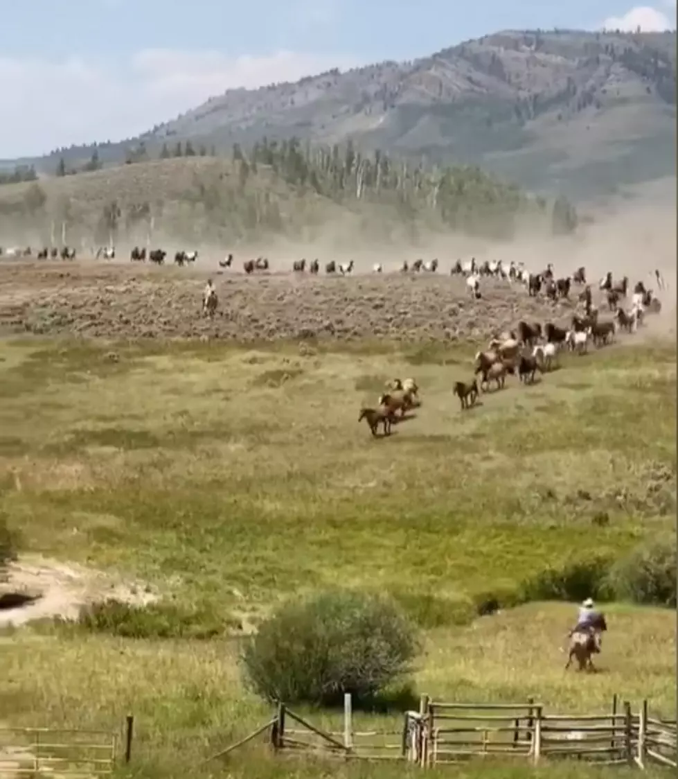 huge herd of horses running