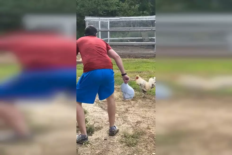 Dakota Guy Accepts Dare to Challenge a Rooster, Regrets It