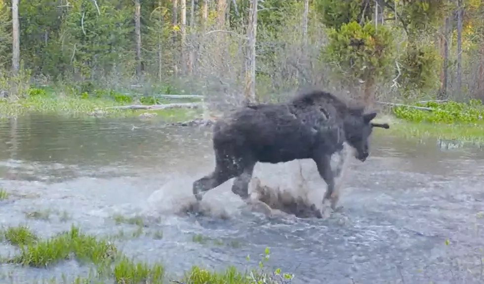 Watch a Moose Throw a Pool Party for Himself Near Yellowstone