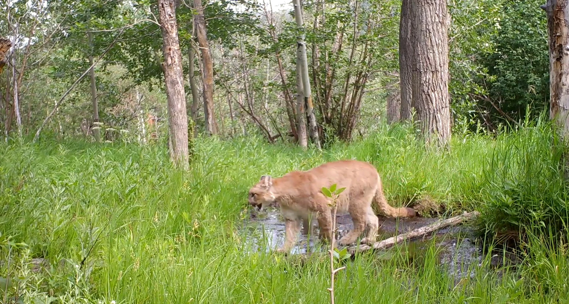 Beautiful Mountain Lion Appears on Colorado Trail Cam
