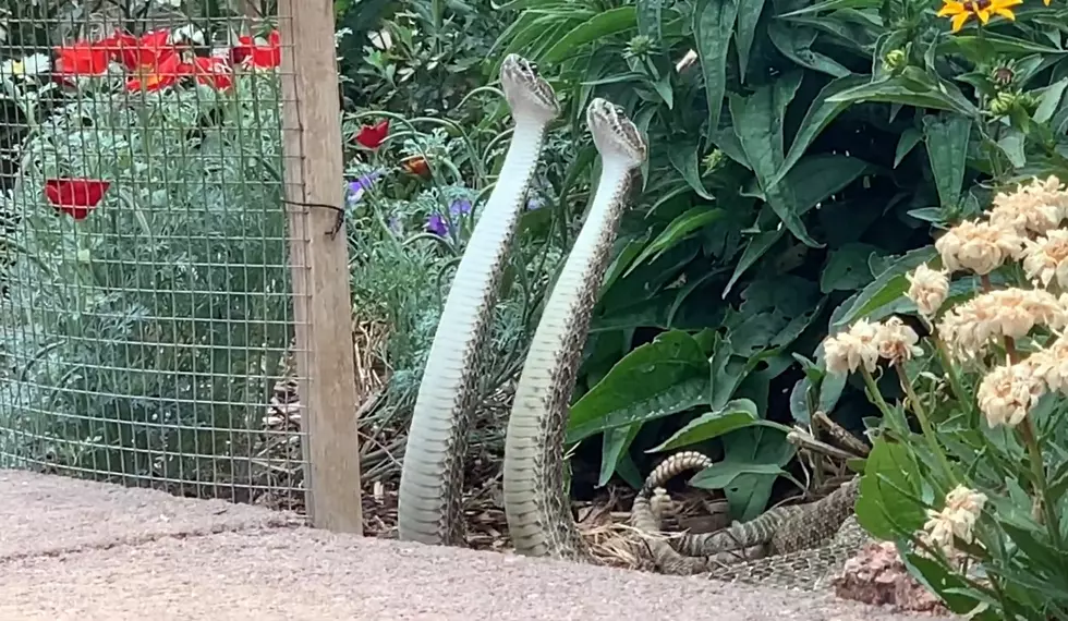 Rare Video Shows Rattlesnakes Combat Dance for a Girlfriend