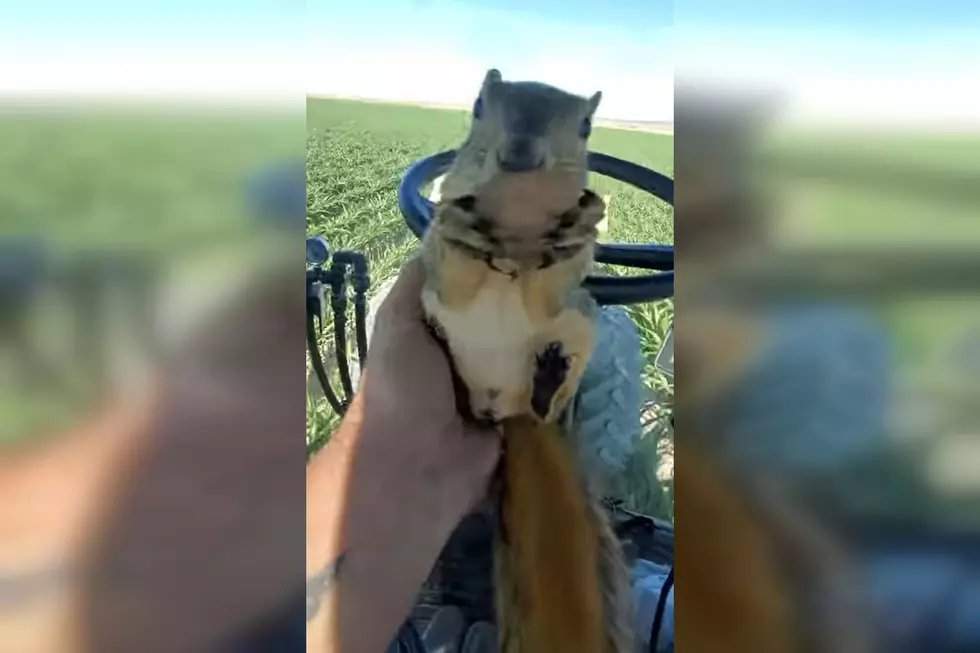 Watch Idaho Farmer Plow His Field Holding a Squirrel Eating a Nut
