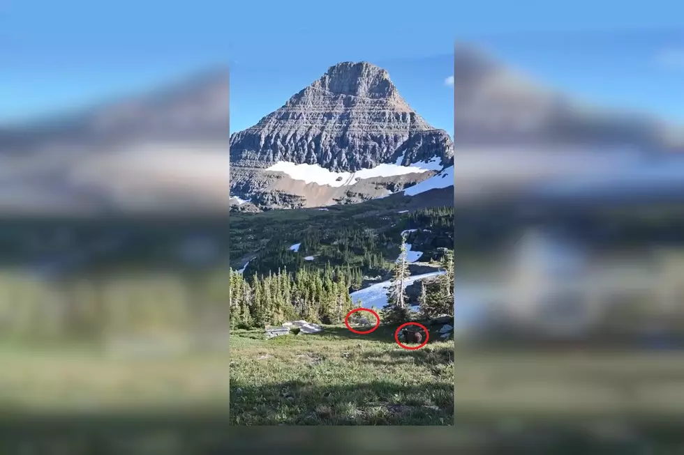 Hikers Watch a Grizzly Choose a Mountain Goat Instead of Them
