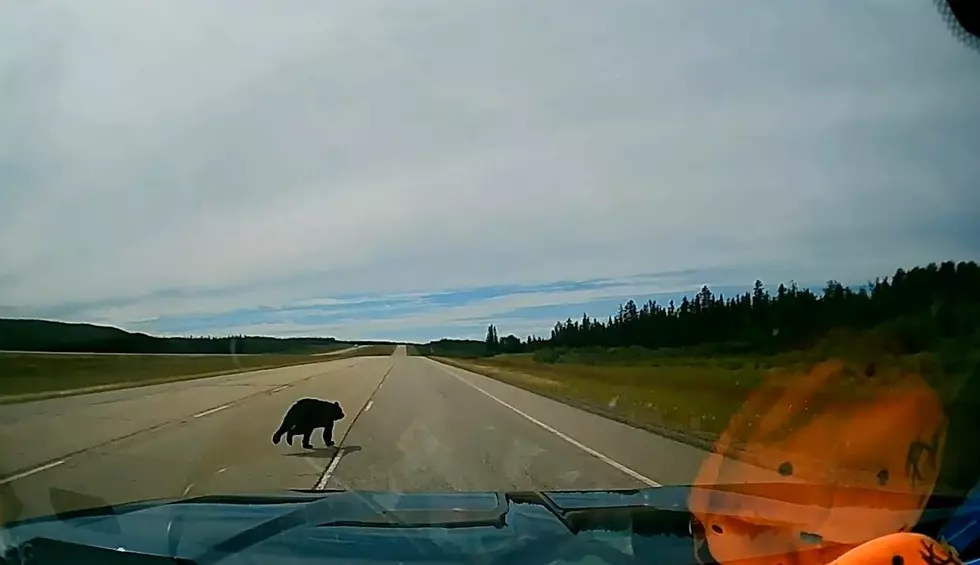 Watch a Trucker’s Dash Cam Video of Him Barely Missing a Bear