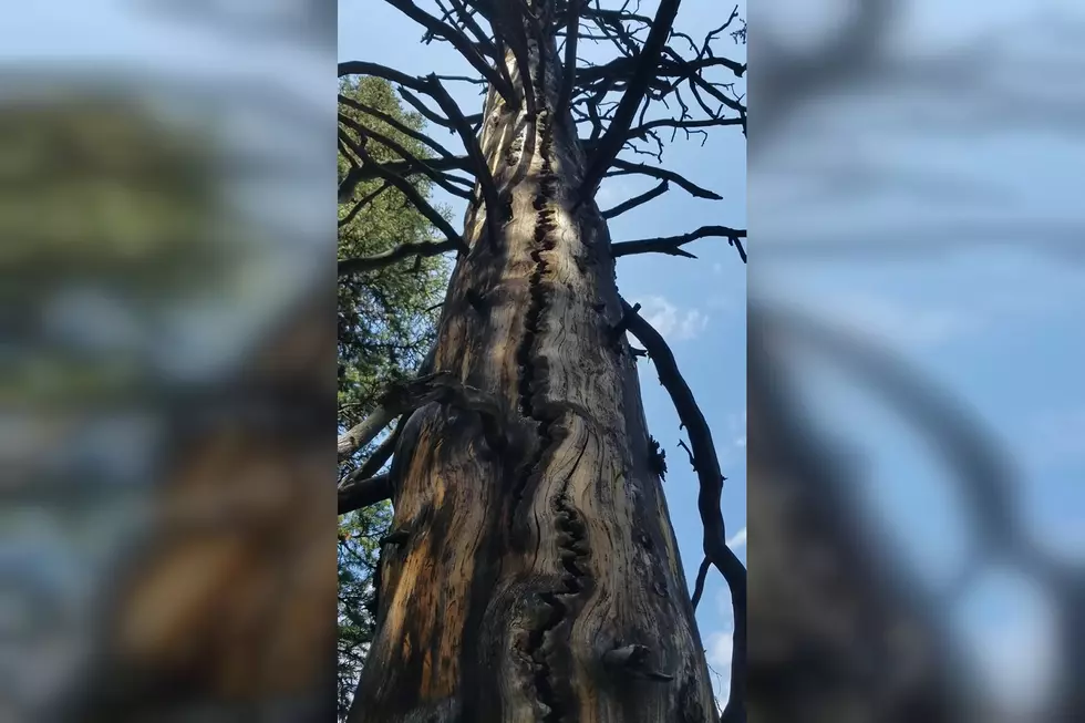 Video Shows What Lightning Did to a Tree in Wyoming’s Wilderness