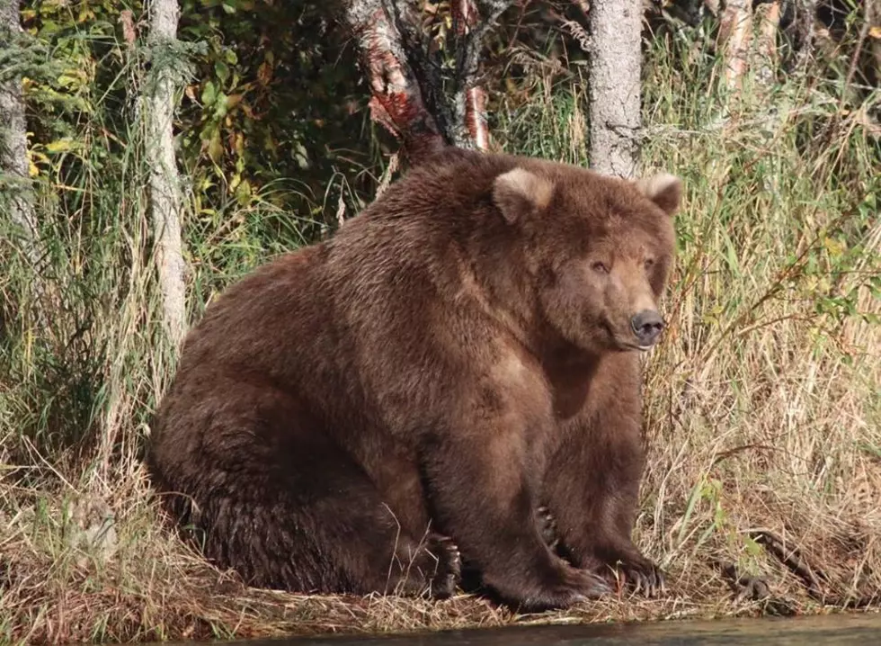 The National Park Service Fattest Bear Award Goes to 409 Beadnose